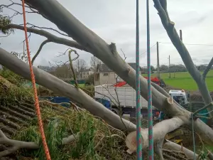 Intervention urgente sur un arbre en Côtes d'Armor